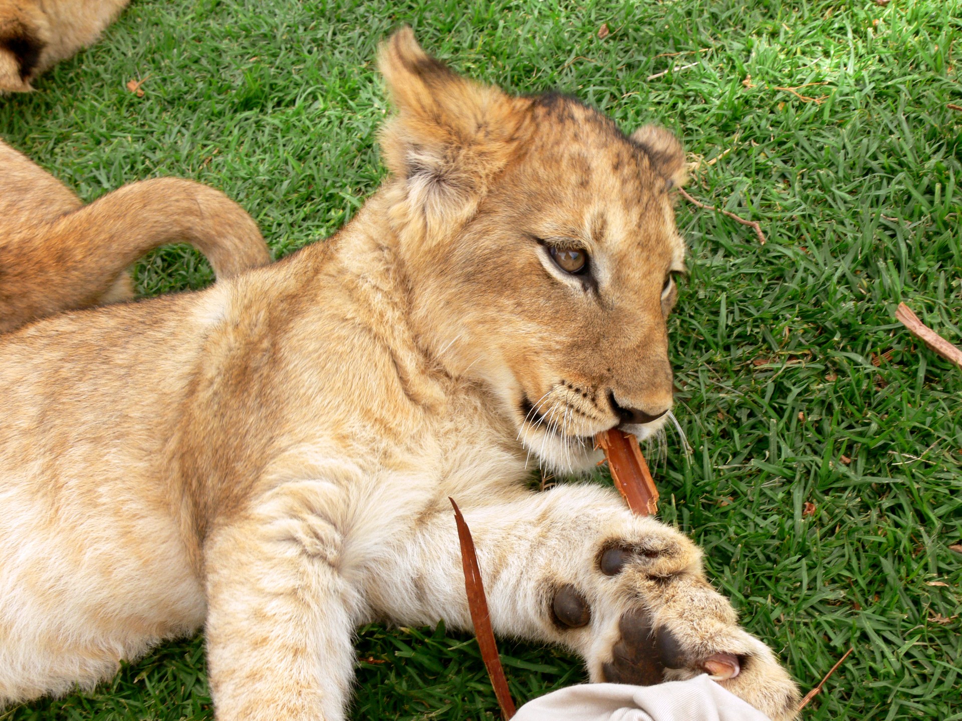 lion cub wild free photo