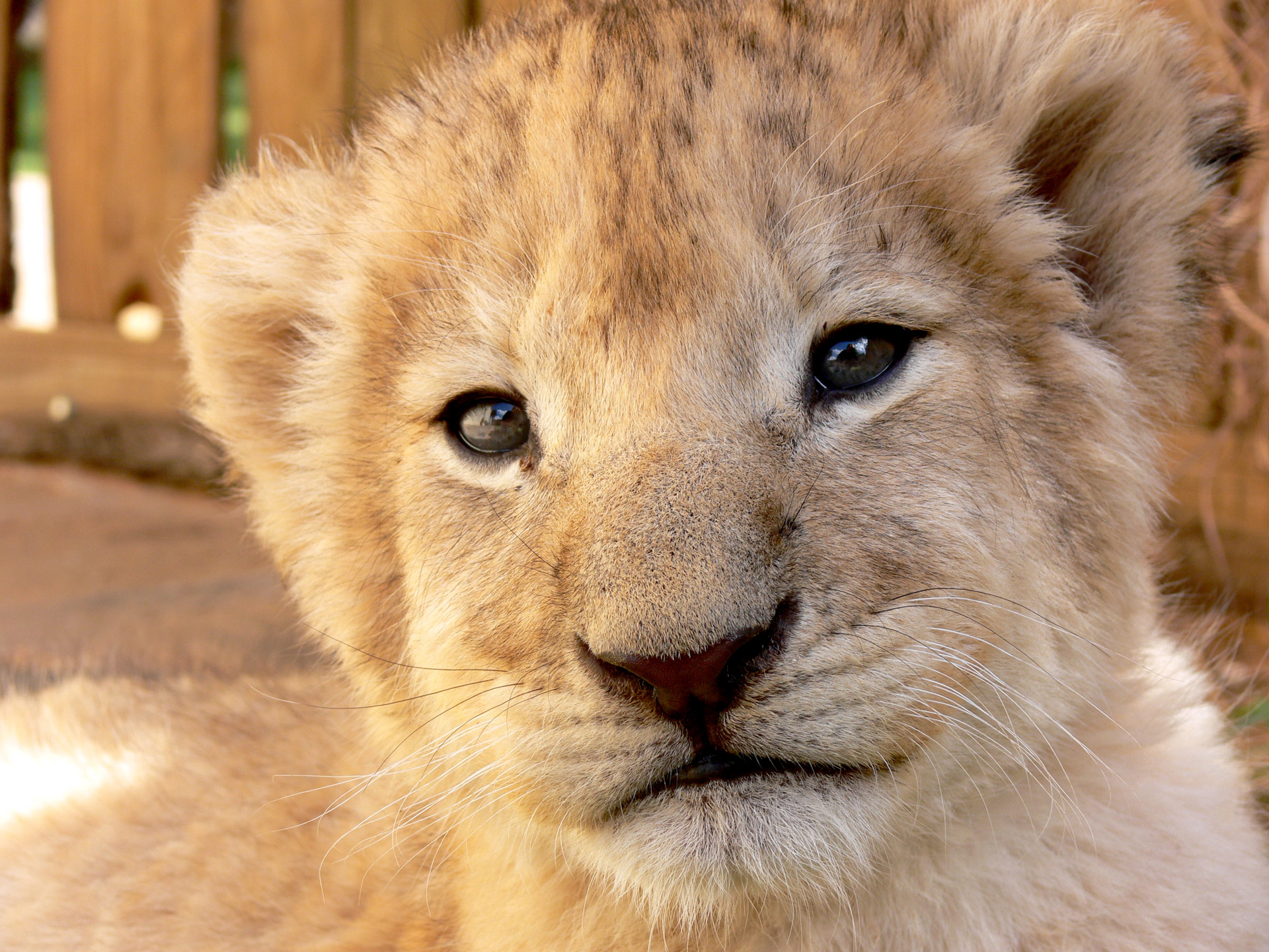 lion cub young free photo