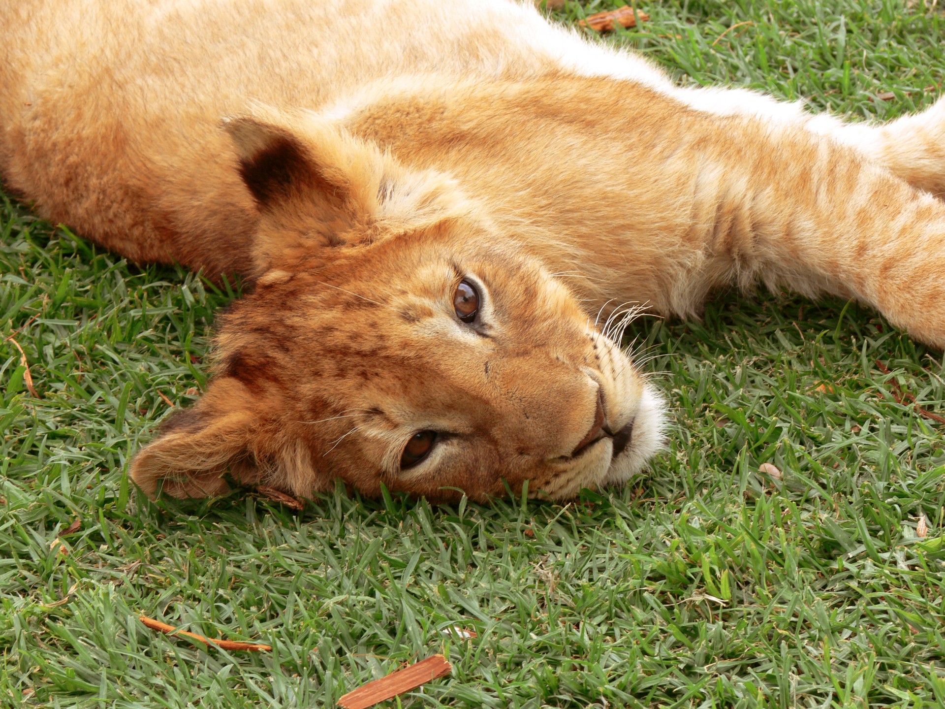 lion lion cub big cat free photo