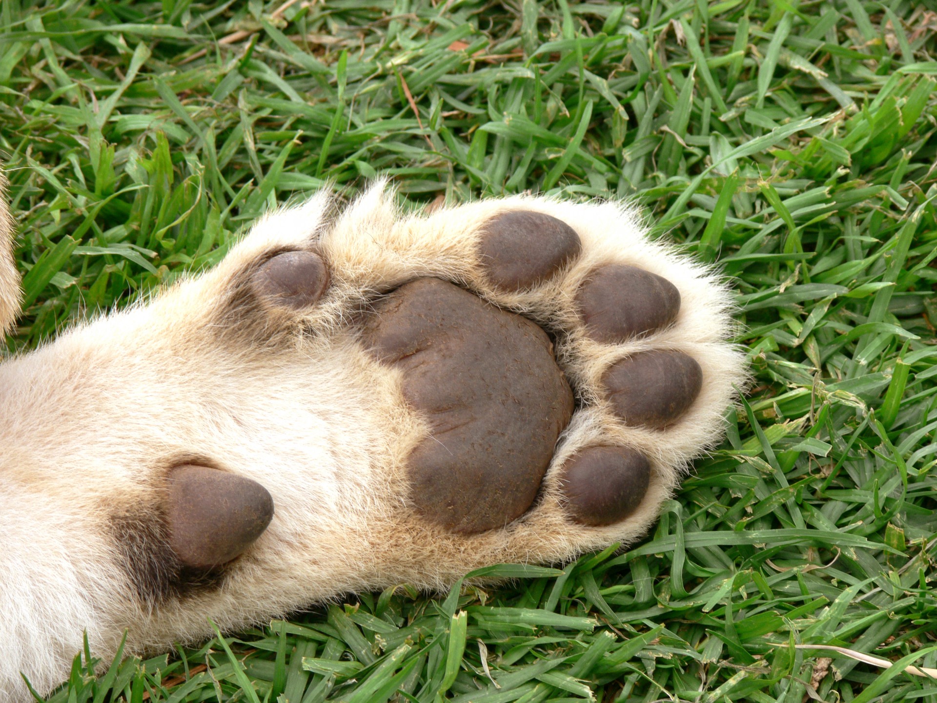 lion cub foot free photo