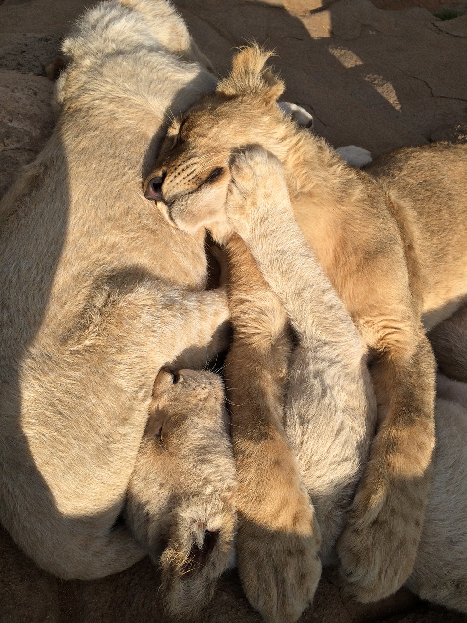 lion cubs lion park africa free photo