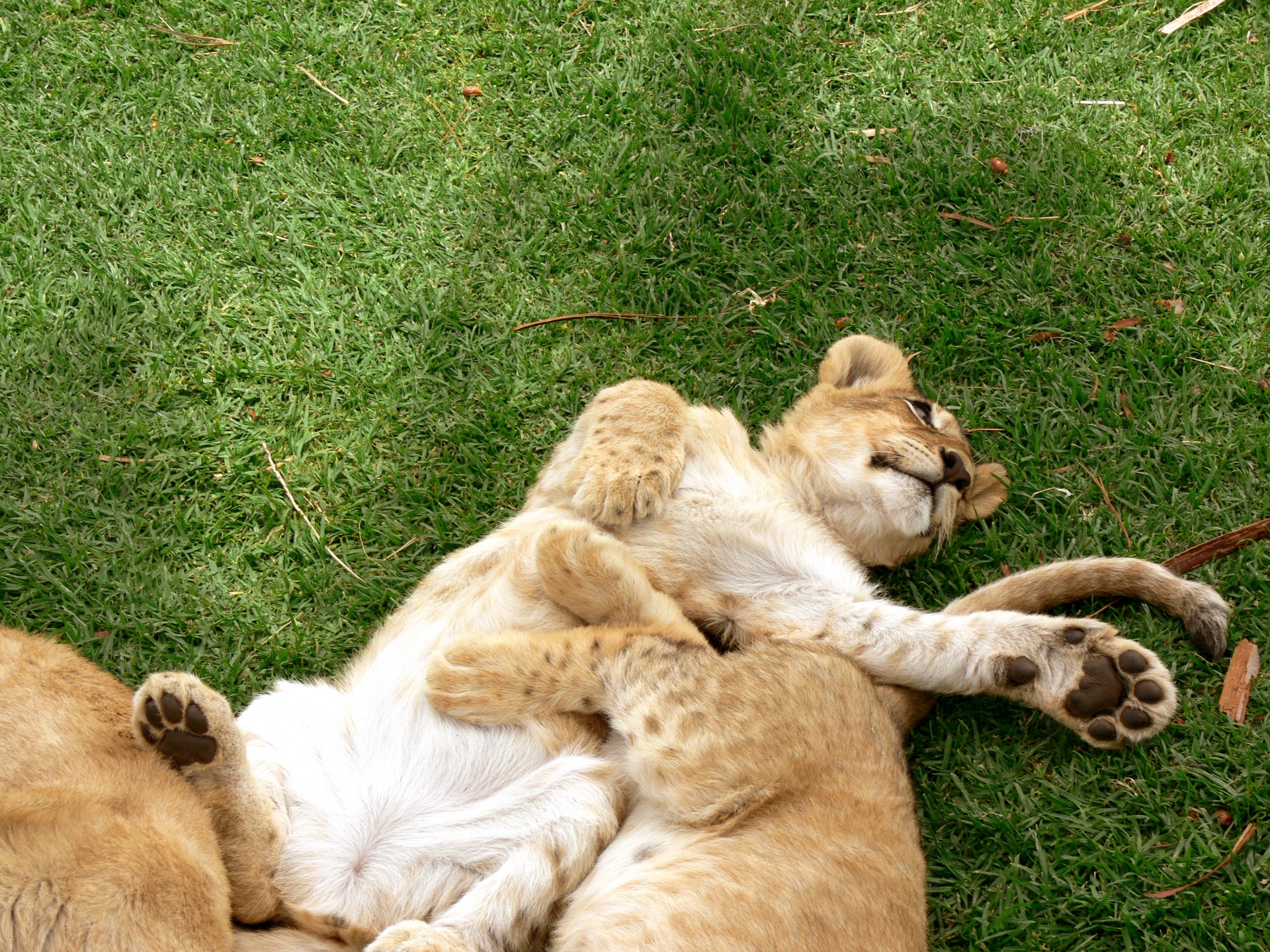 lion cub play free photo