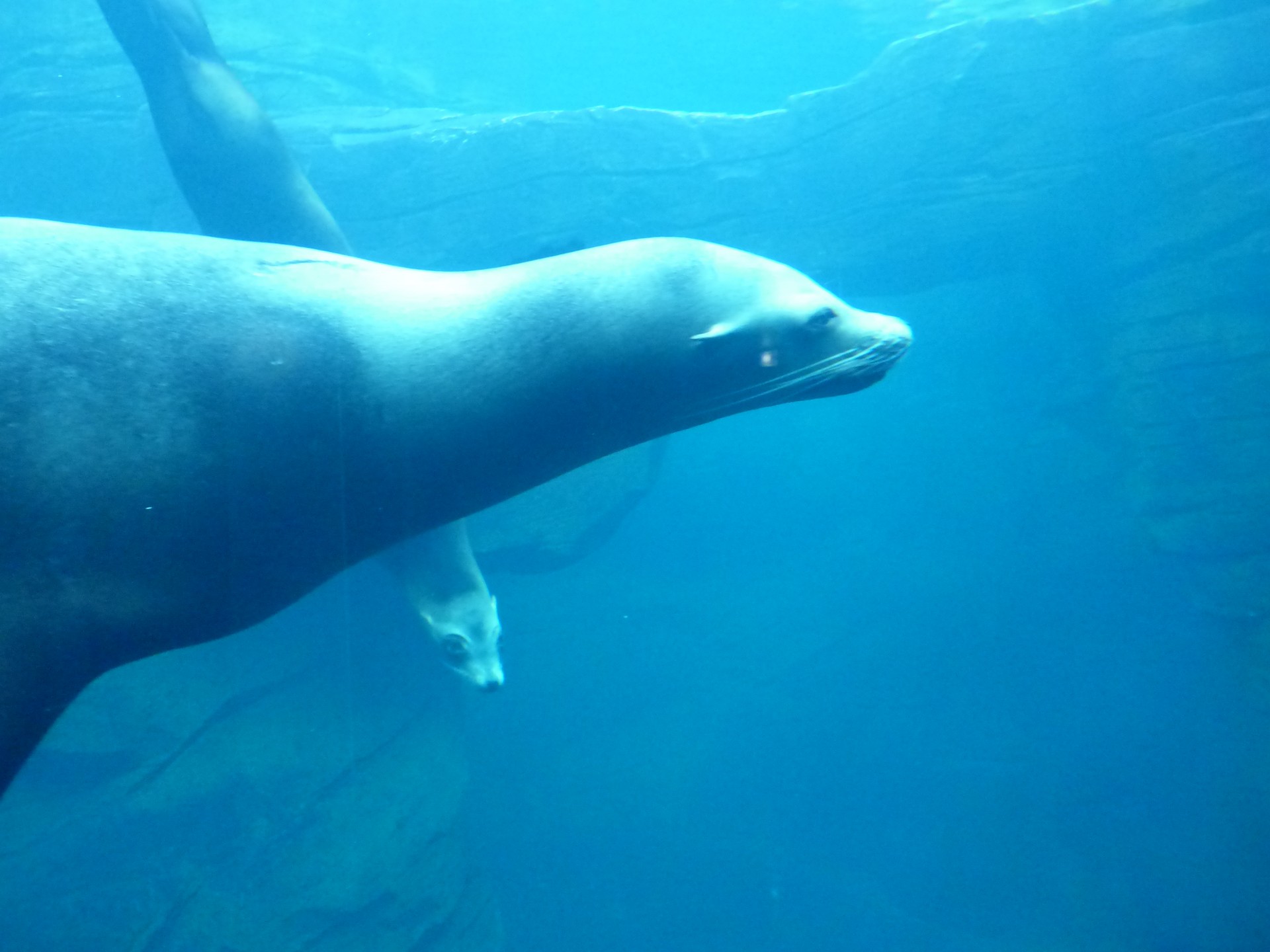 lion sea seal free photo