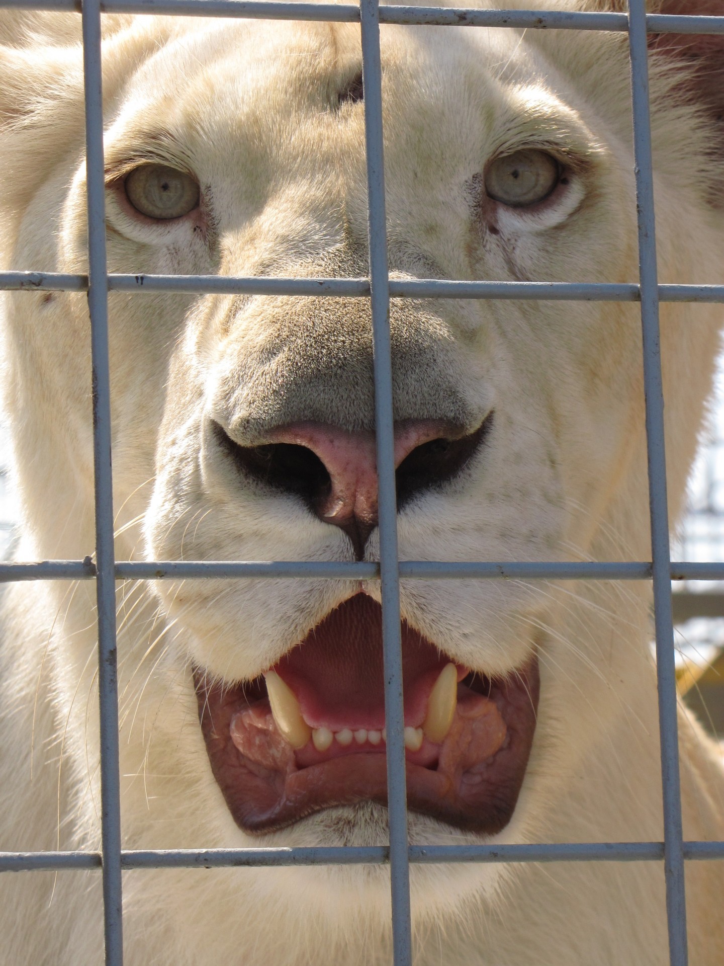 animal lion lioness free photo