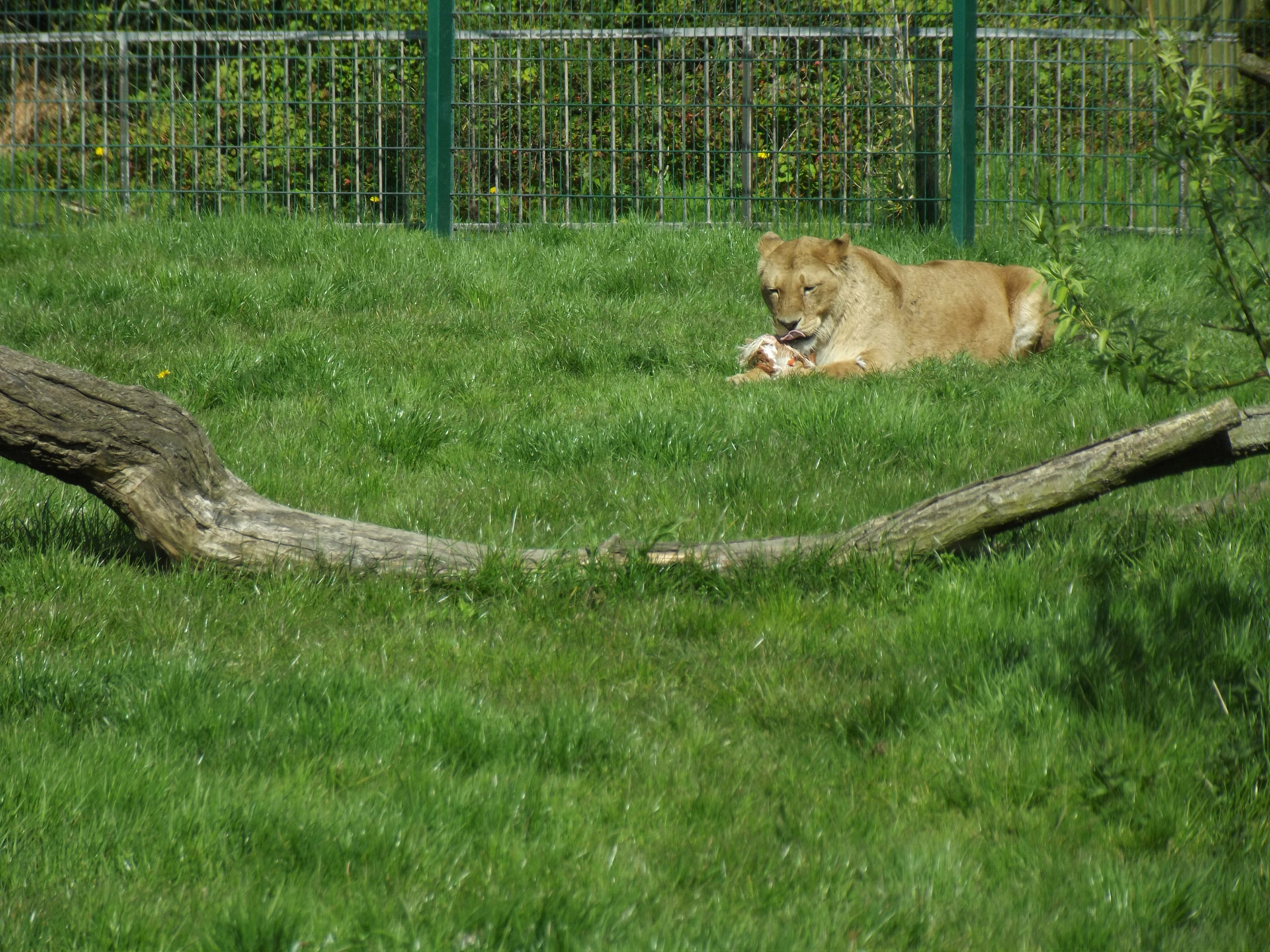 lion feeding grass free photo