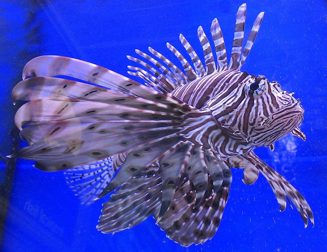 lion fish fish aquatic free photo
