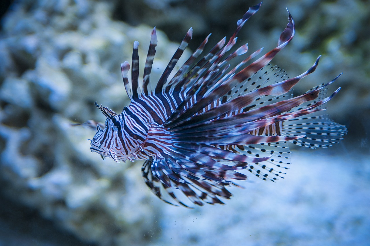 lion fish lionfish seaquest free photo