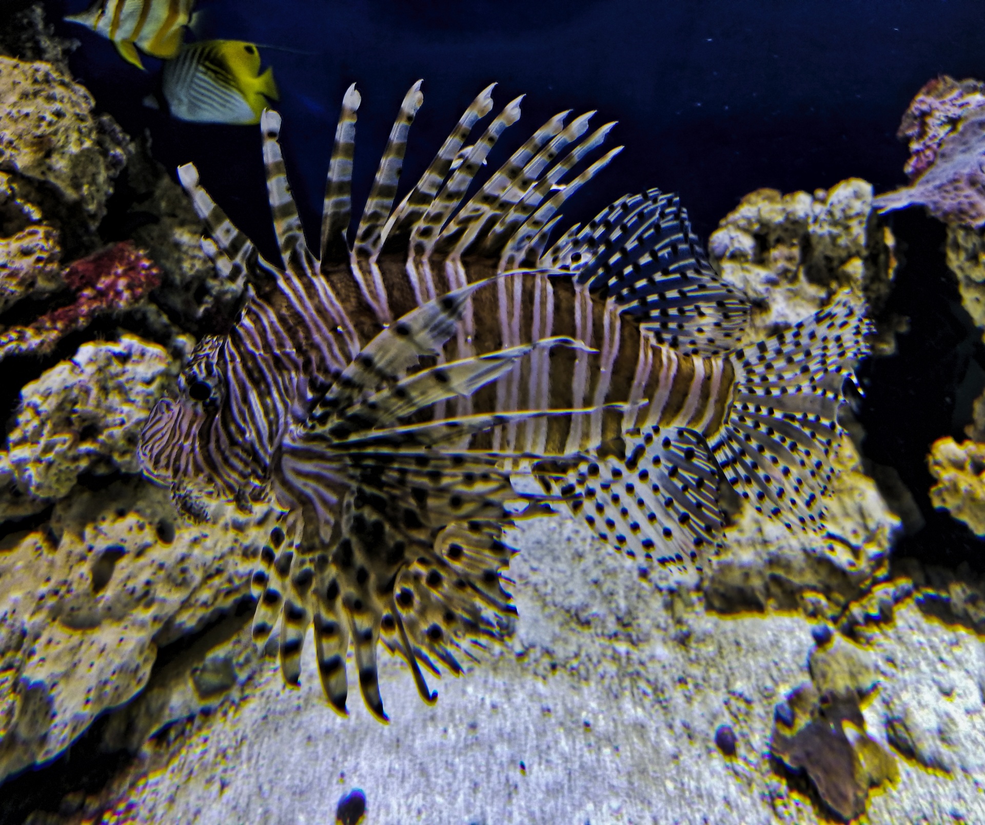lion fish aquarium closeup free photo