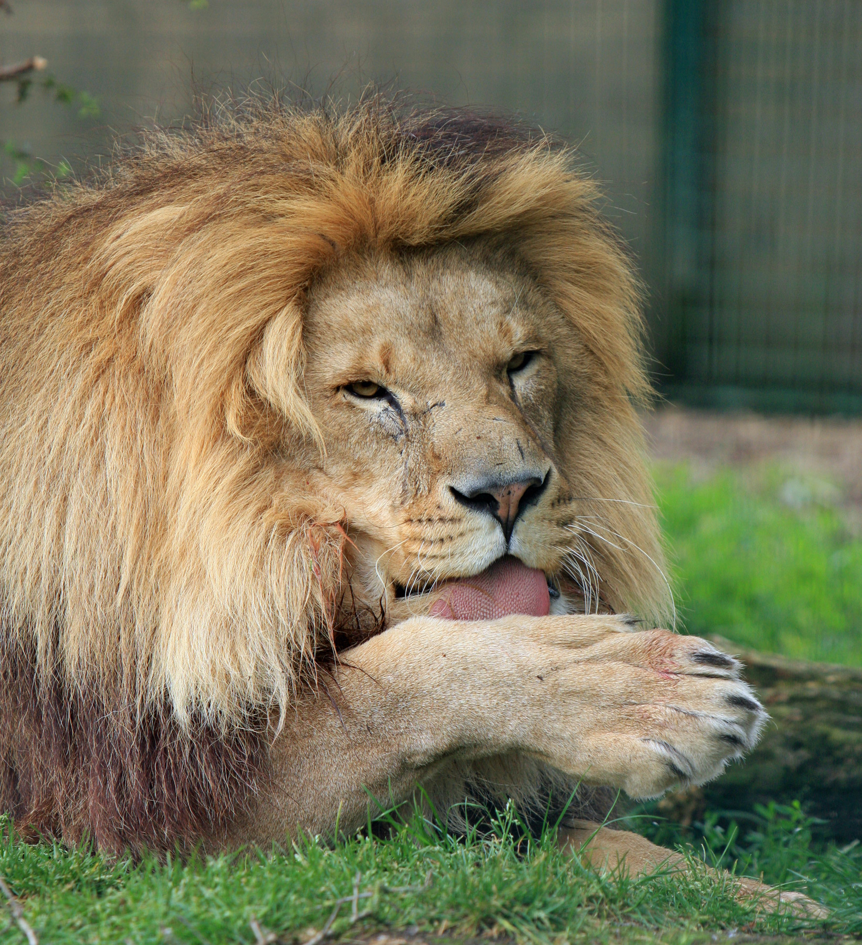 lion male close-up free photo