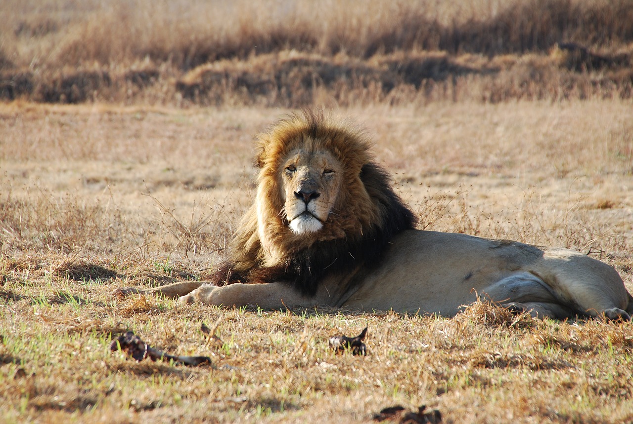 lion male south africa wildlife free photo