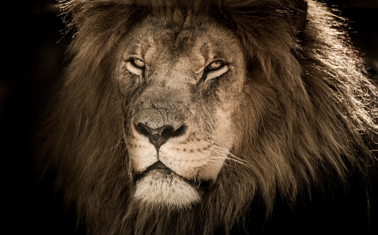 lion male  africa  mane free photo