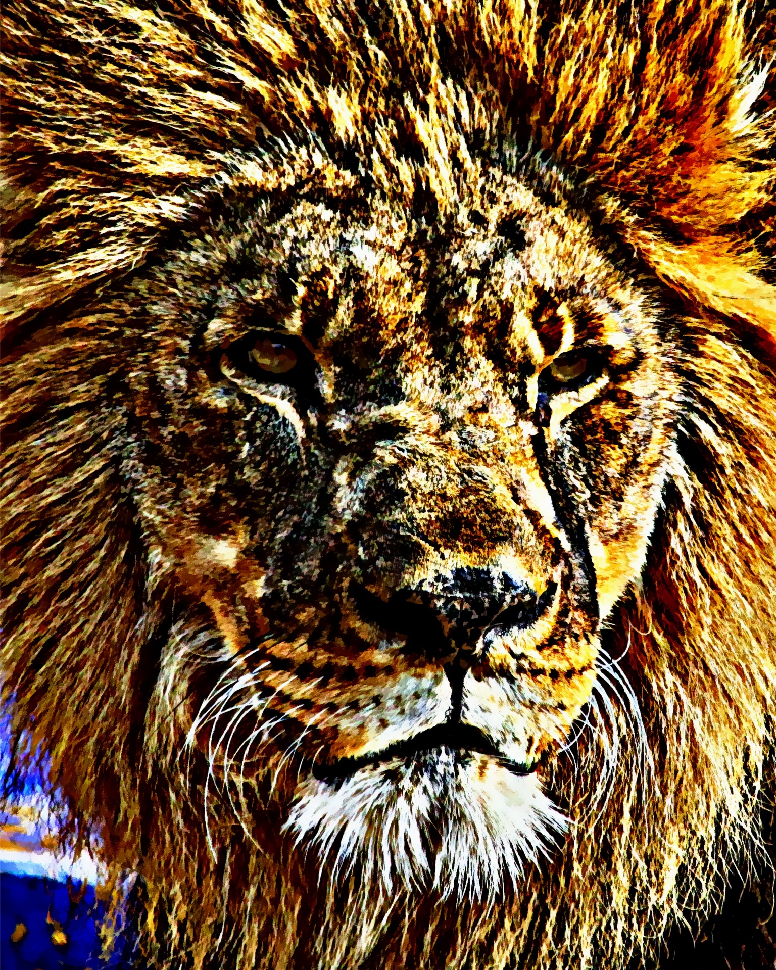 lion animal fur free photo