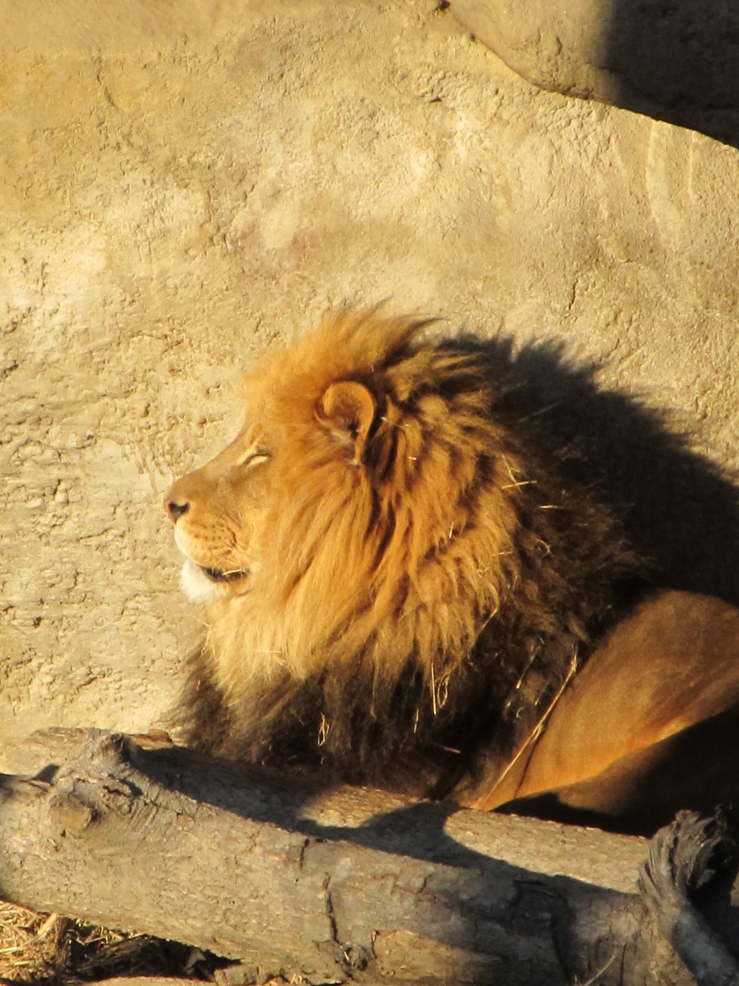 lion feline big cat free photo