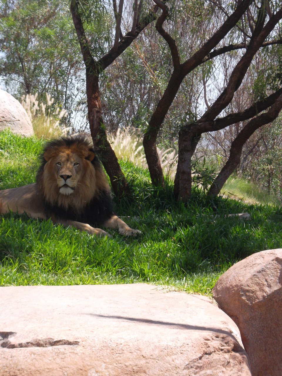 lion zoo rasta free photo