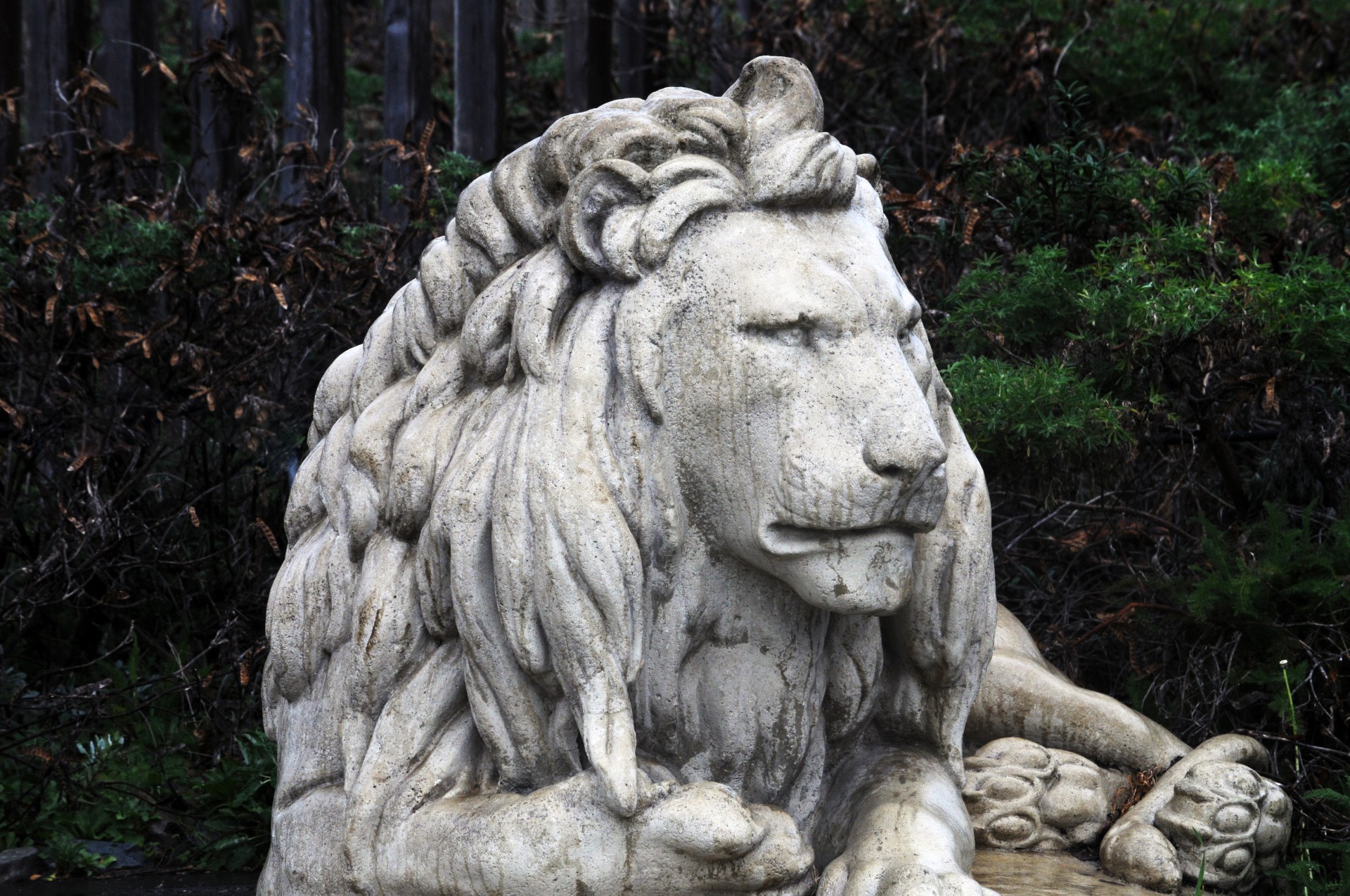 sculpture lion art free photo