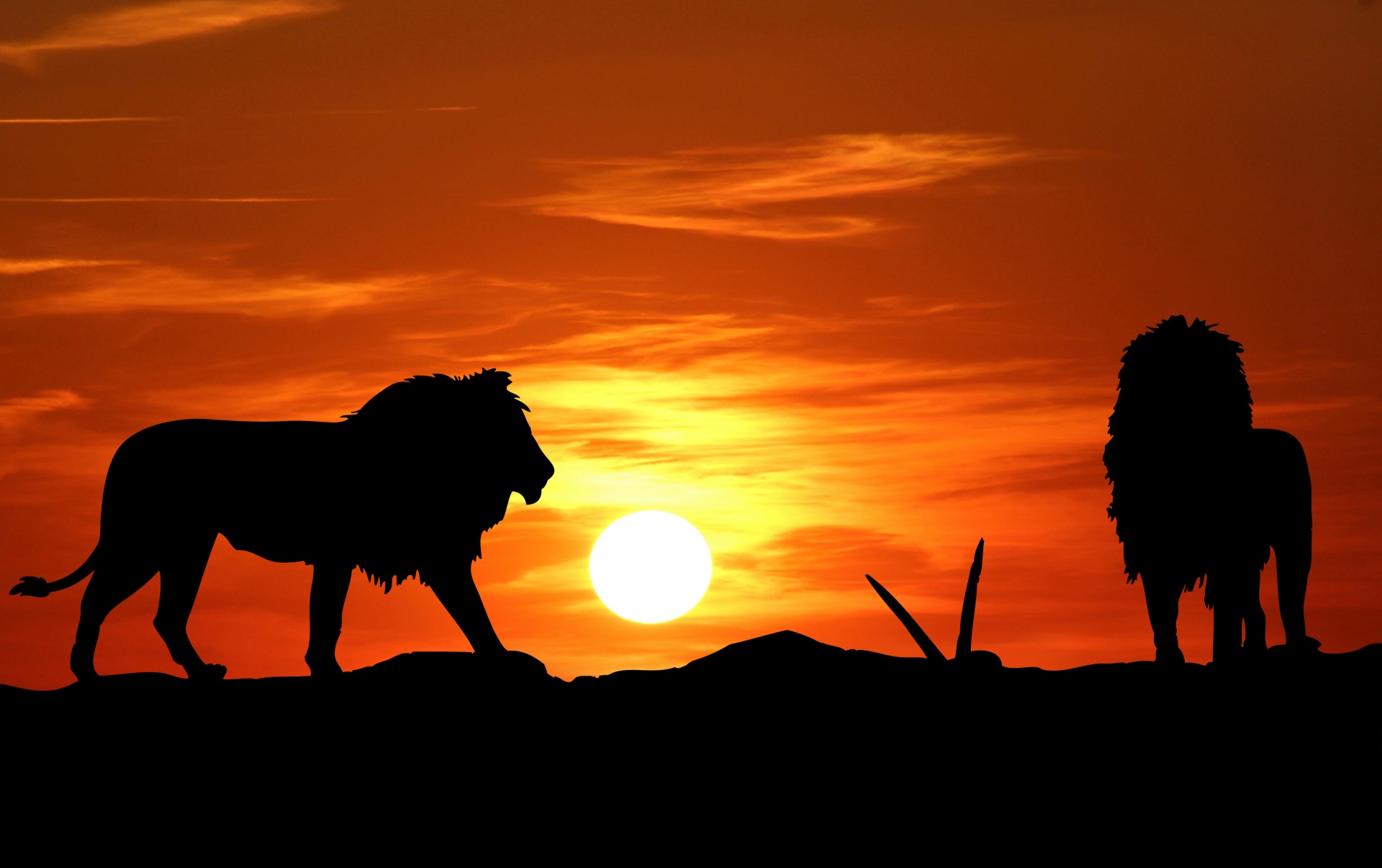 lion lions silhouette free photo