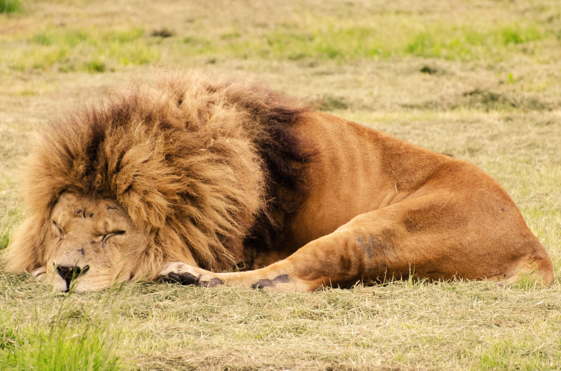 lion male tired free photo