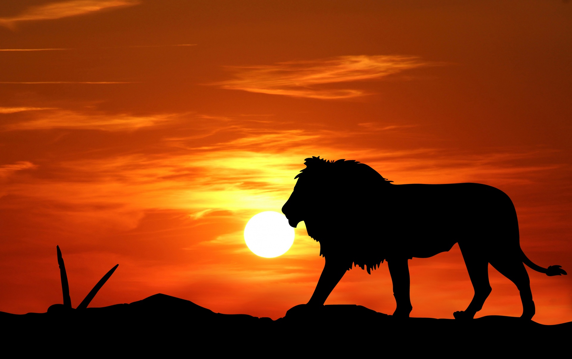 lion silhouette sunset free photo
