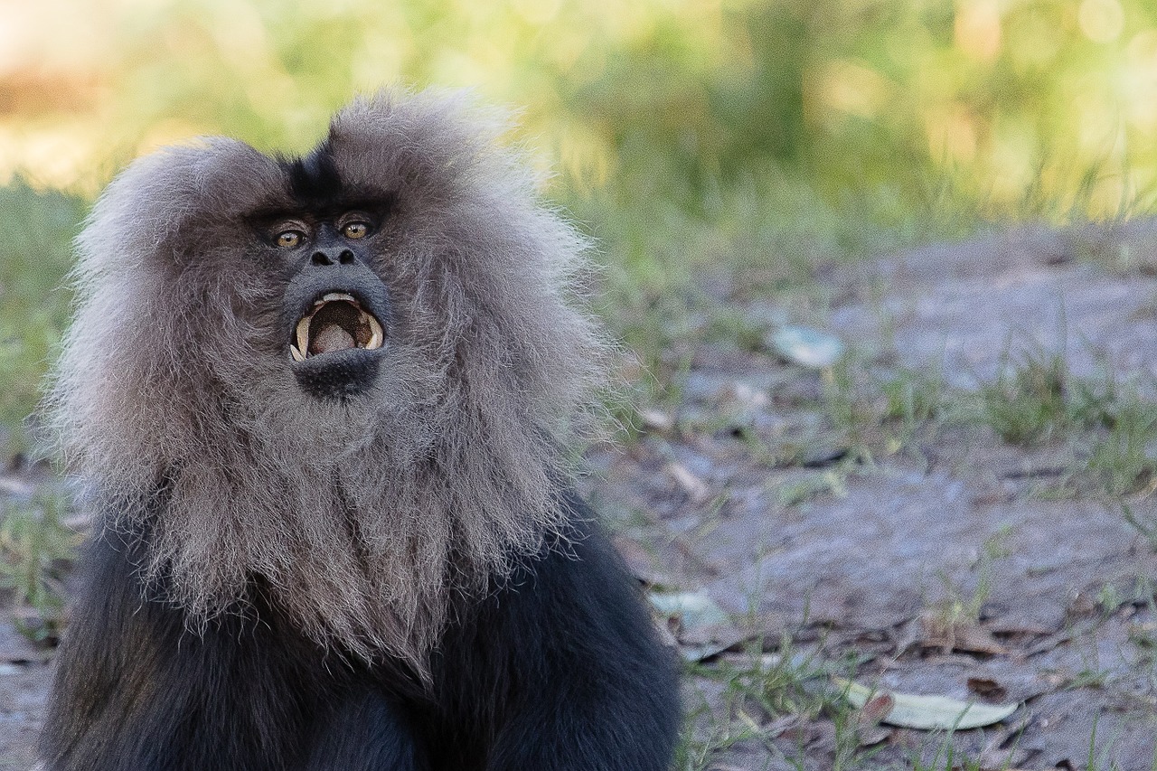 lion tailed macaque monkey primate free photo