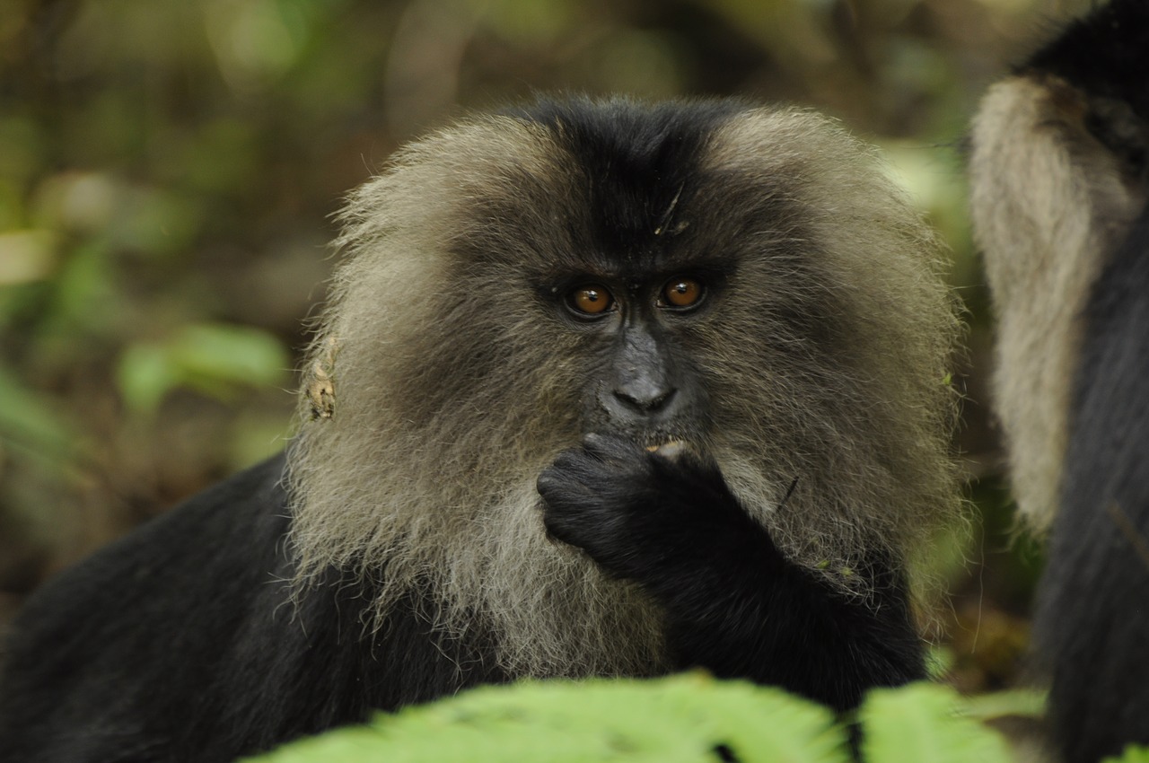 lion tailed macaque western ghats nature free photo