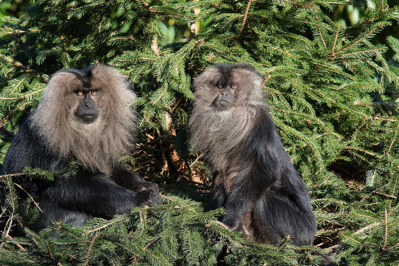 lion tailed macaques wanderoo trees free photo