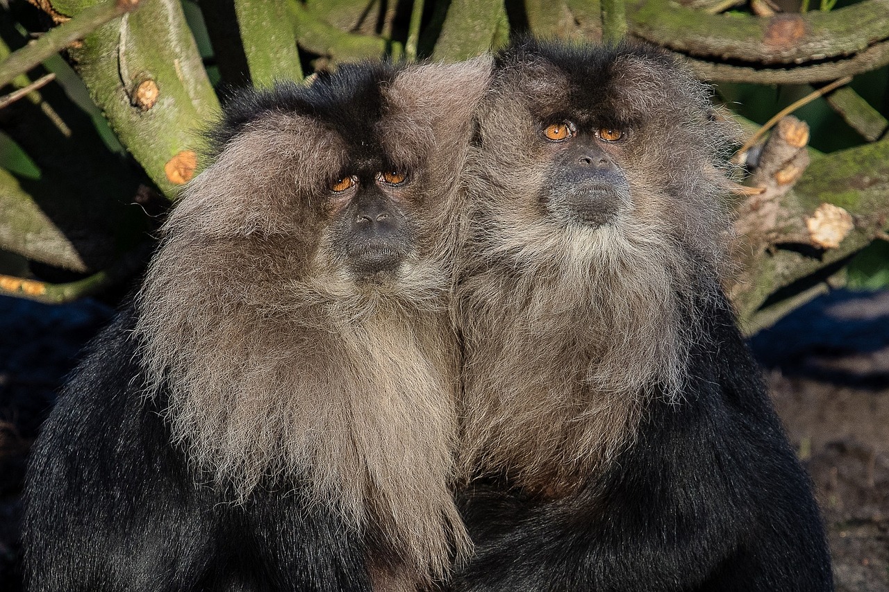 lion tailed macaques wanderoo sitting free photo