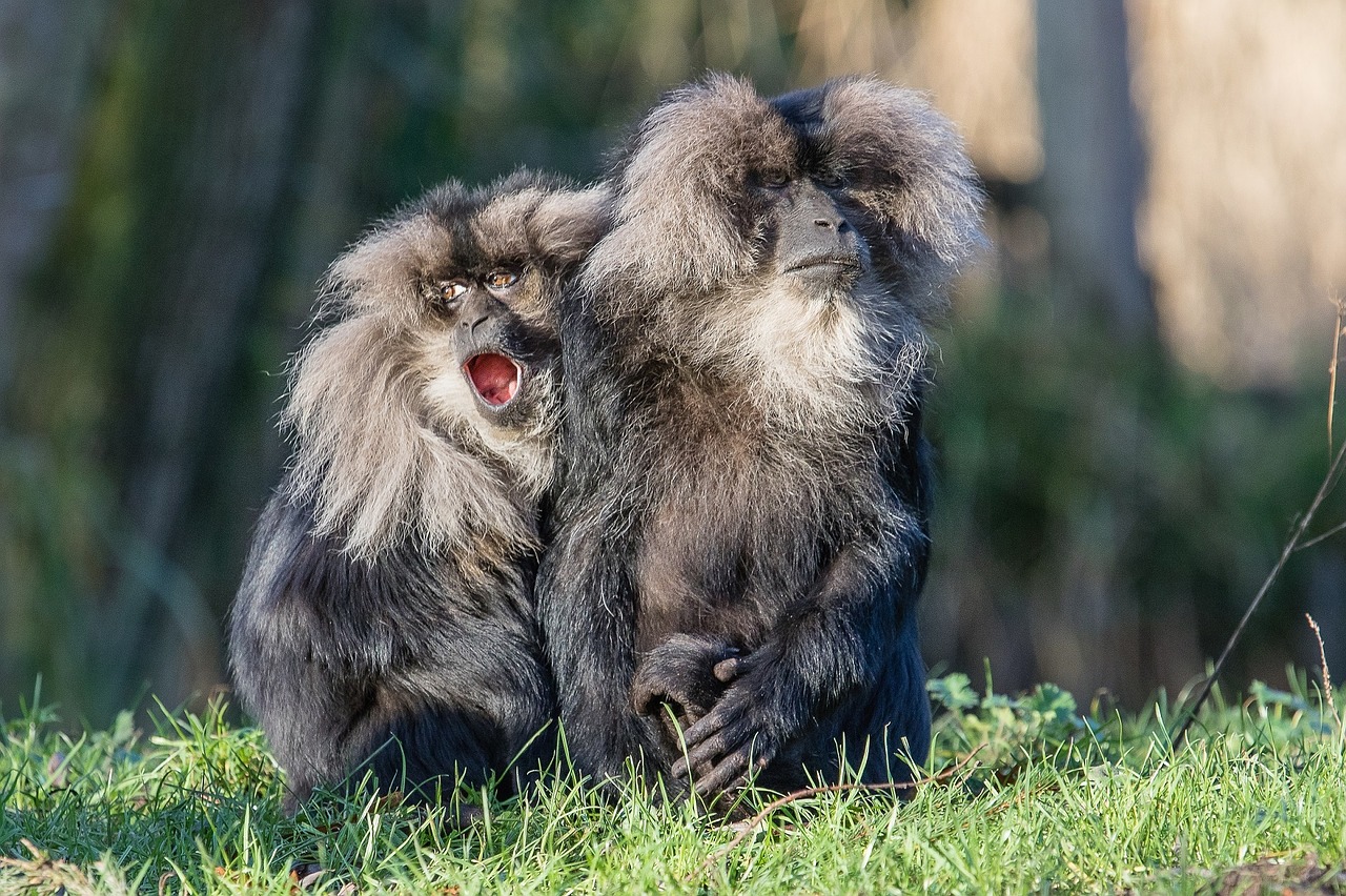 lion tailed macaques wanderoo sitting free photo