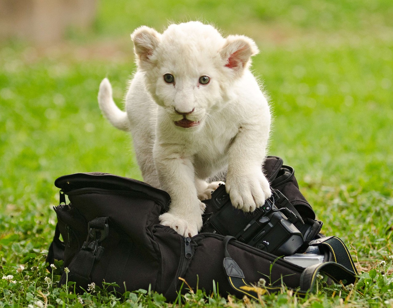 lion white cub baby free photo