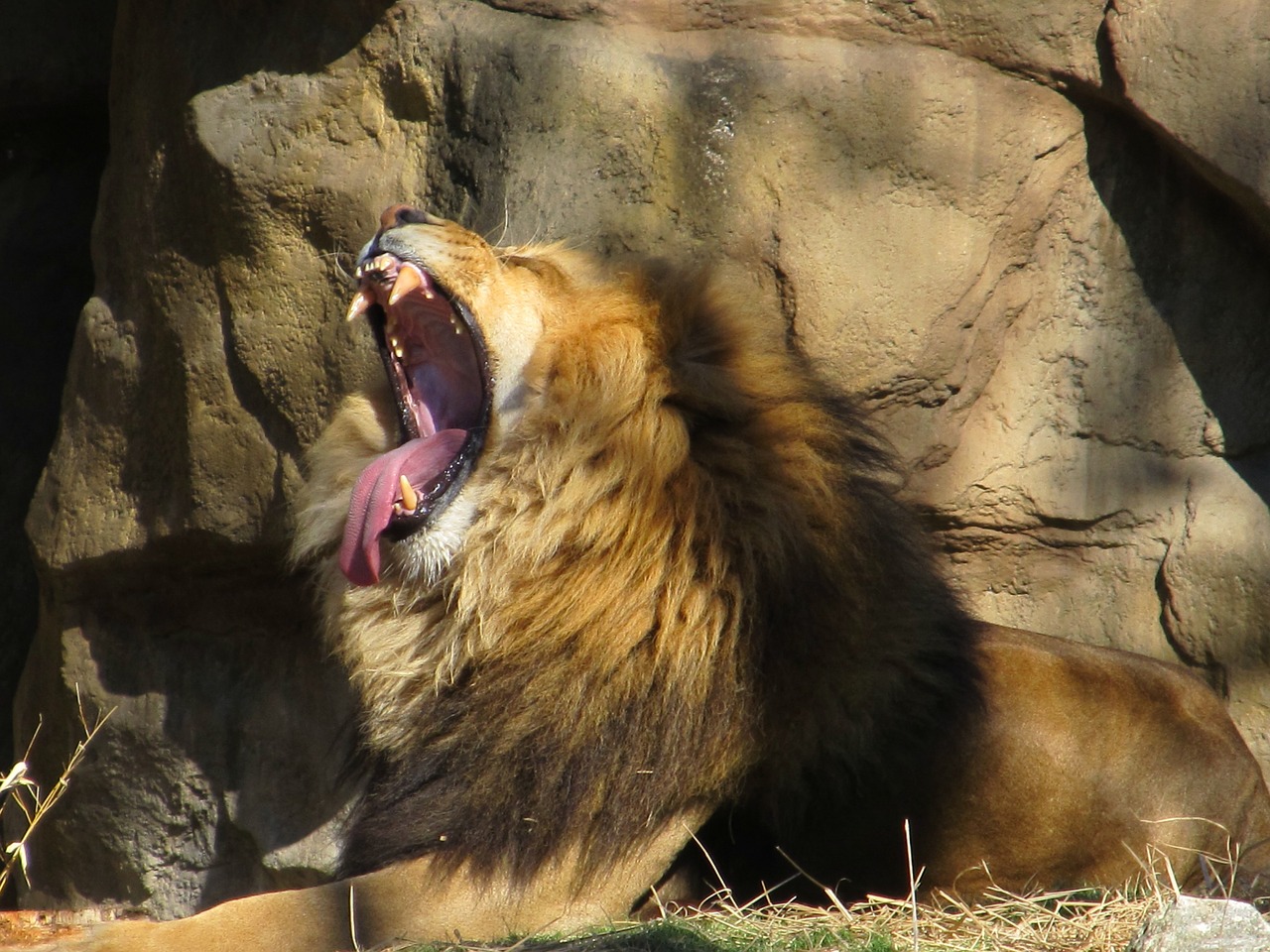 lion yawning male wildlife free photo