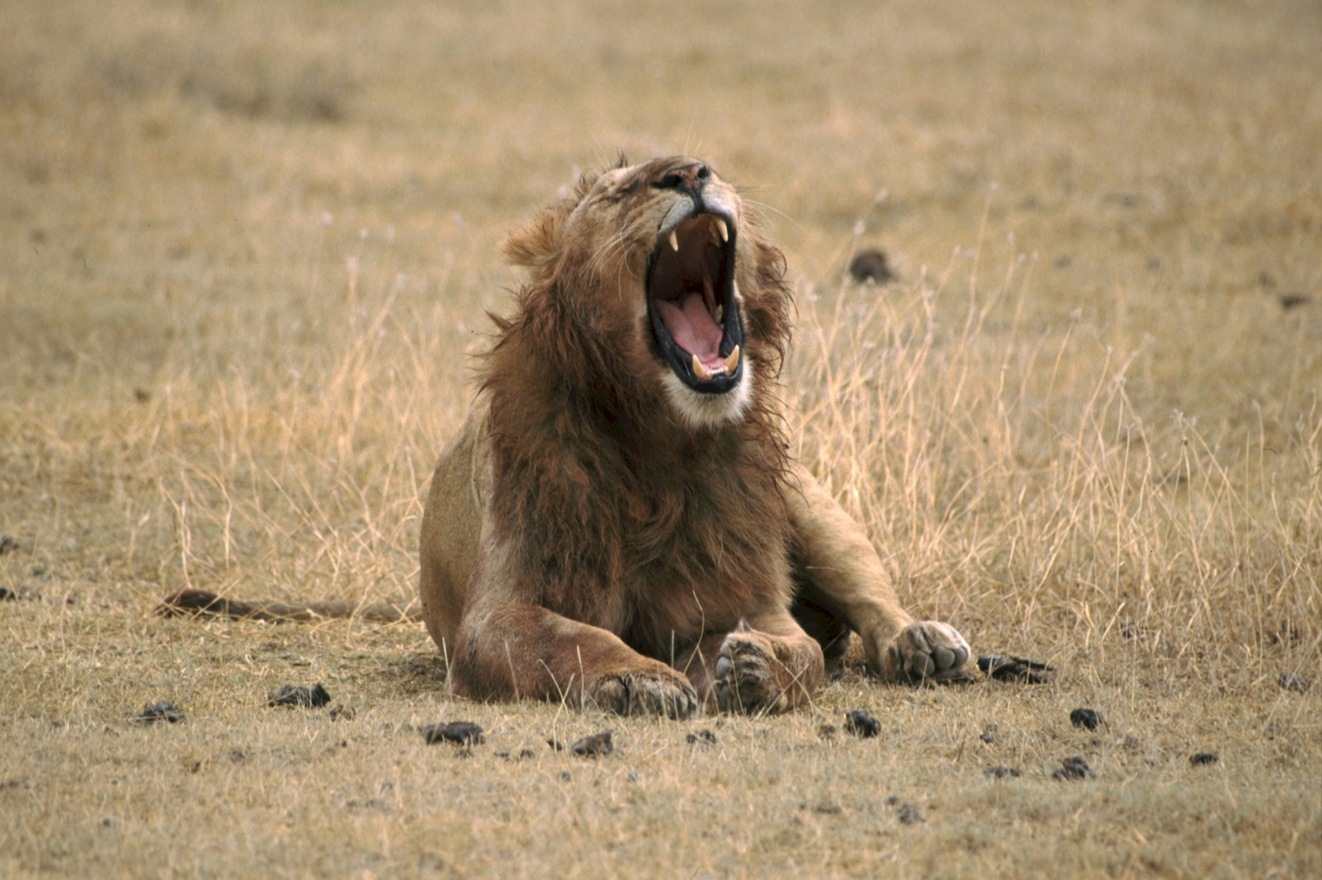 lion yawning feline free photo