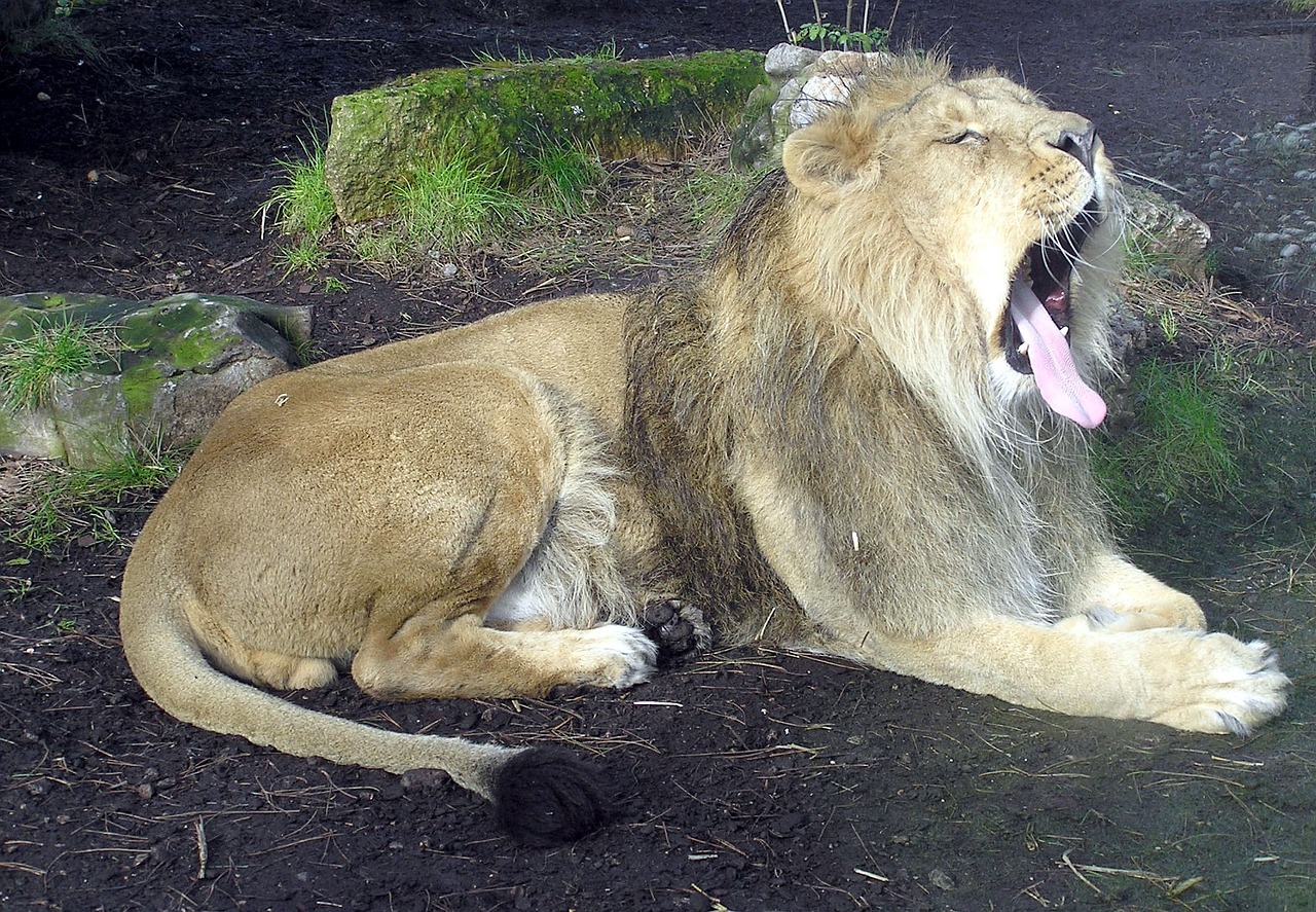 lion yawning male wildlife free photo
