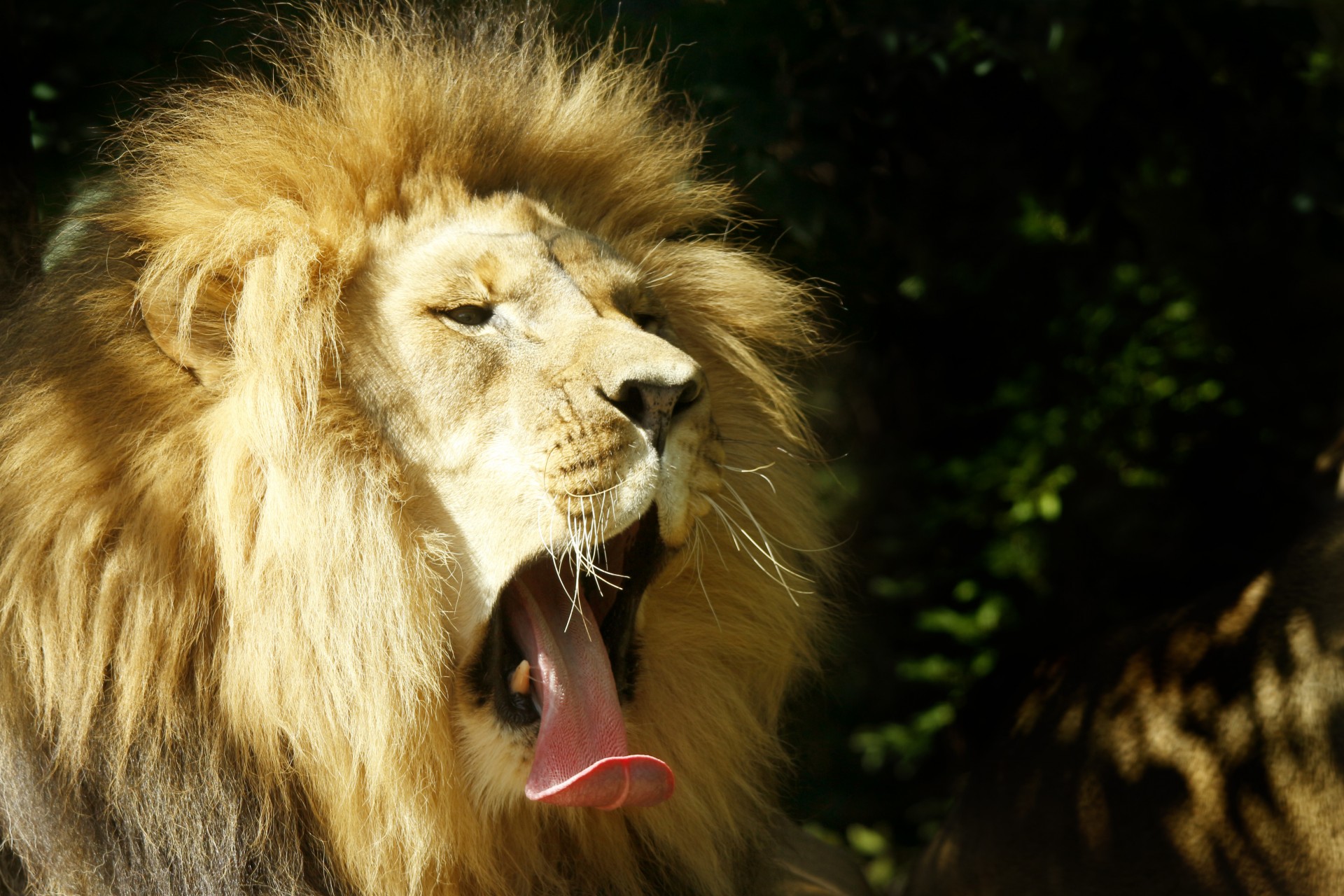 lion tired tongue free photo