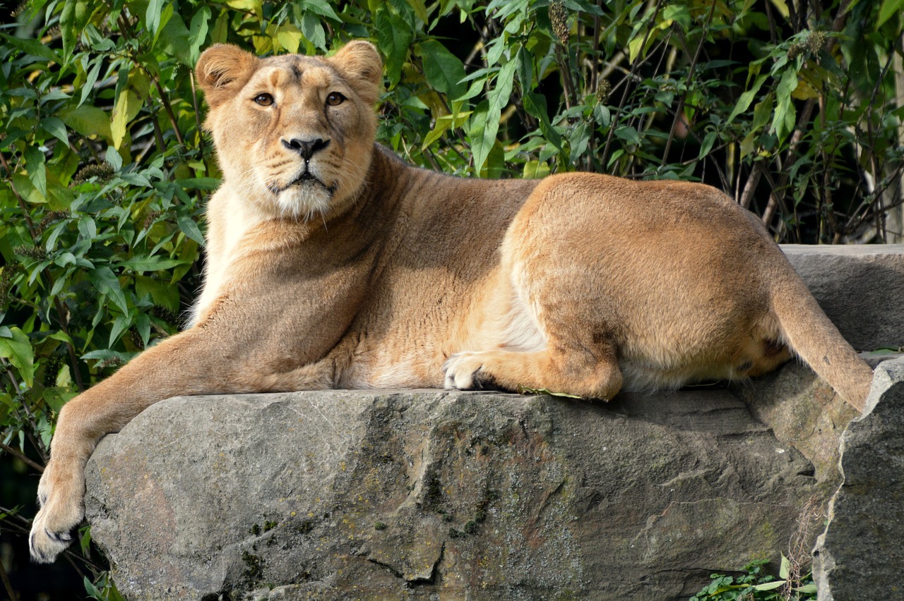 lioness animal mammal free photo
