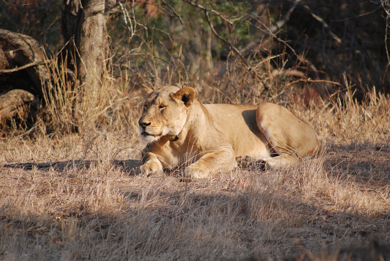 lioness lion wildlife free photo