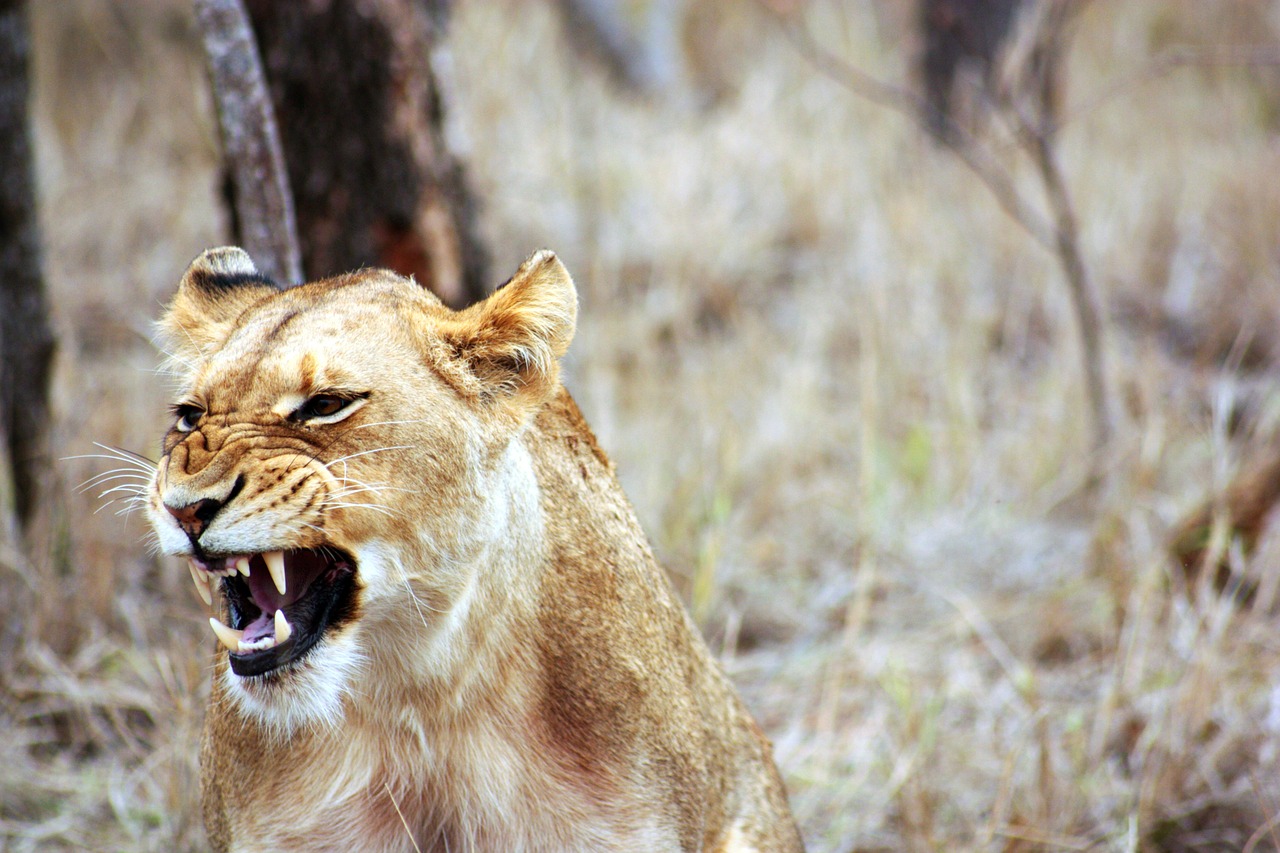 lioness roar animal free photo