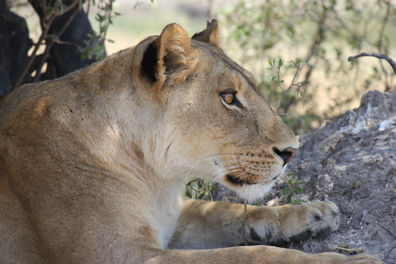lioness africa safari free photo