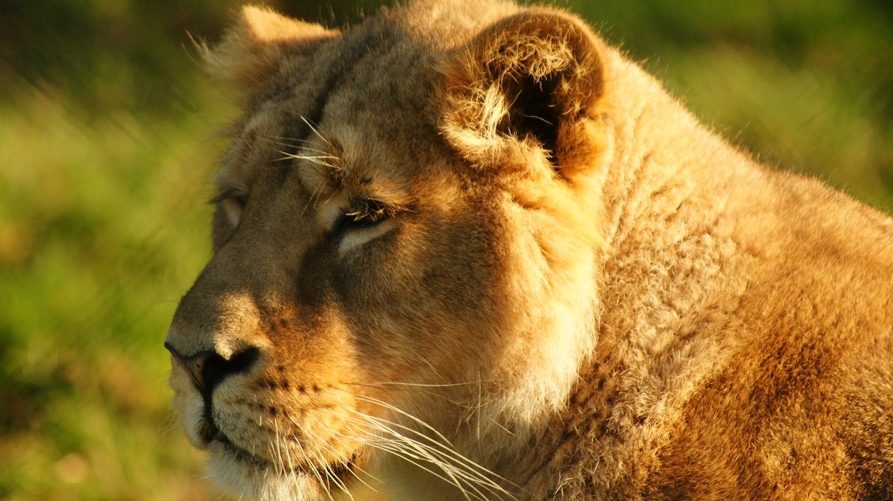 lioness feline bigcat free photo