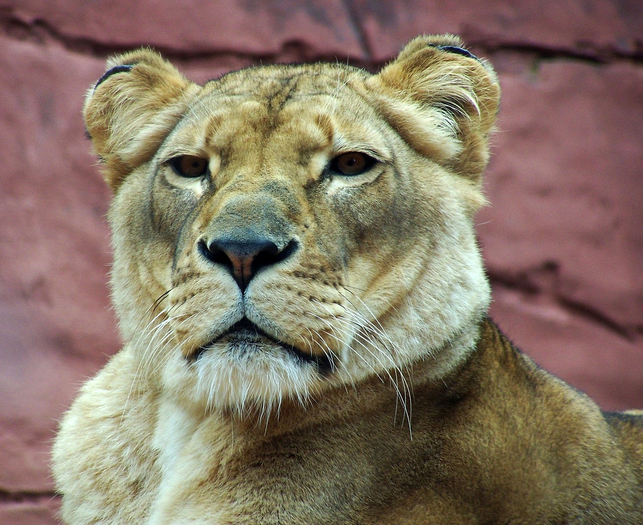 lioness lion big cat free photo