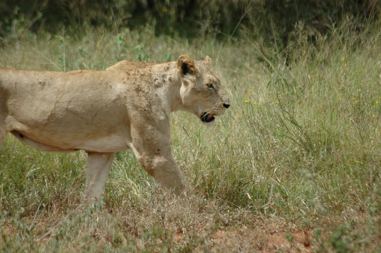 lioness lion cat free photo