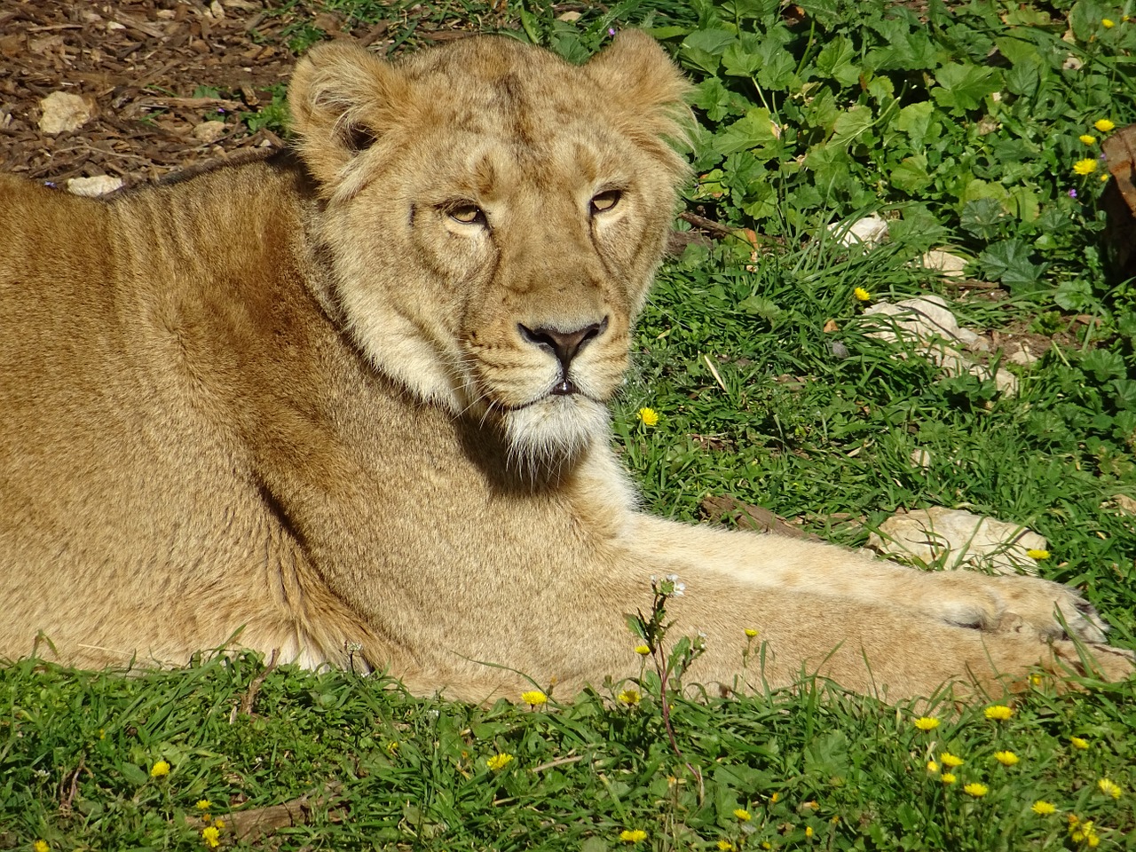 lioness savannah africa free photo