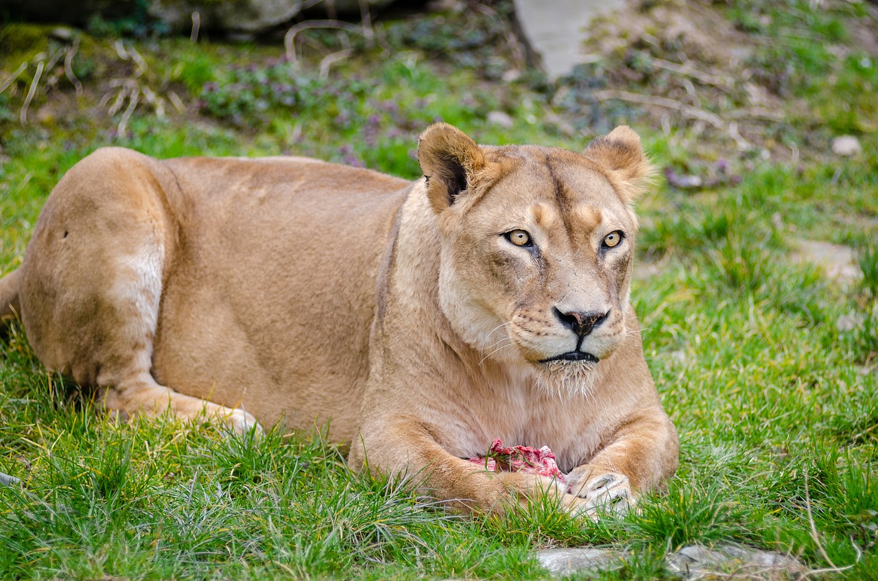 lioness female lion mammal free photo