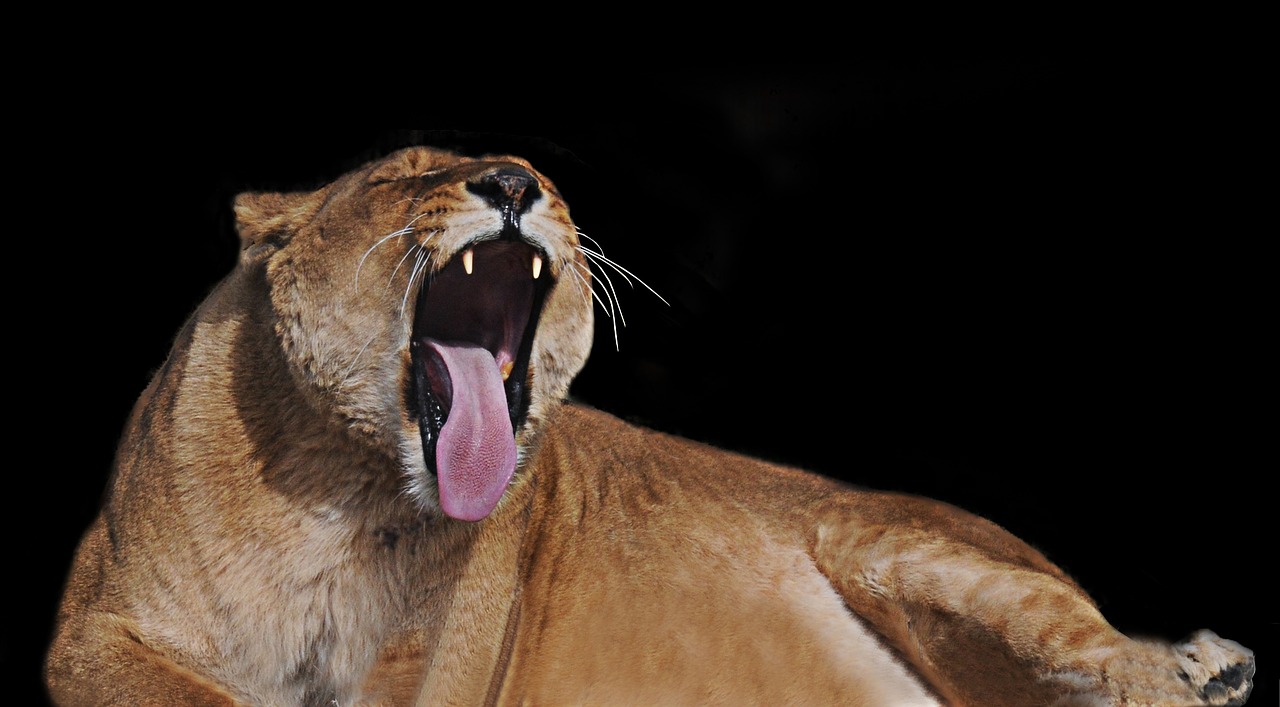 lioness feline tawny free photo