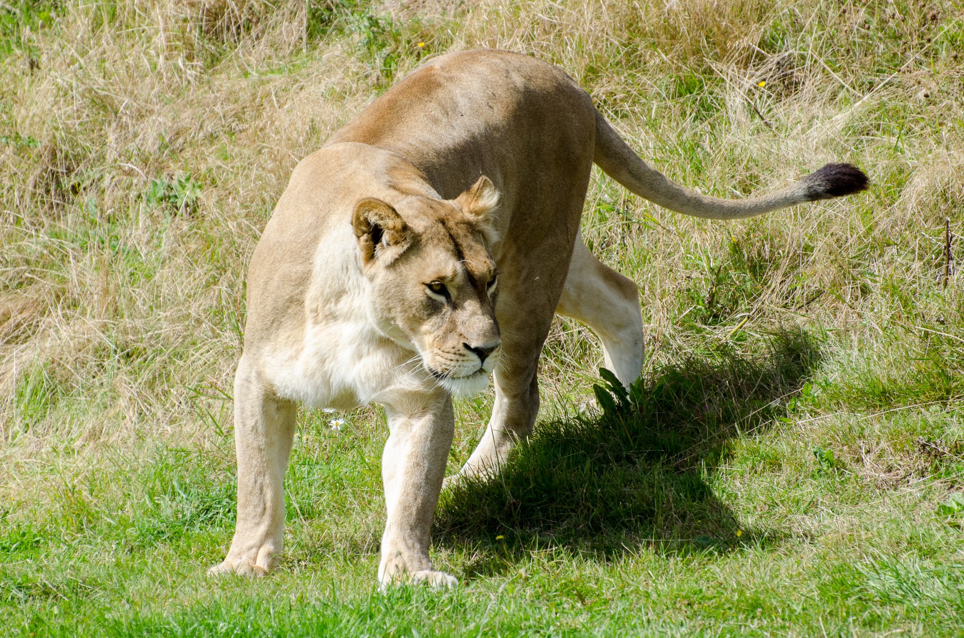 lioness lion africa free photo