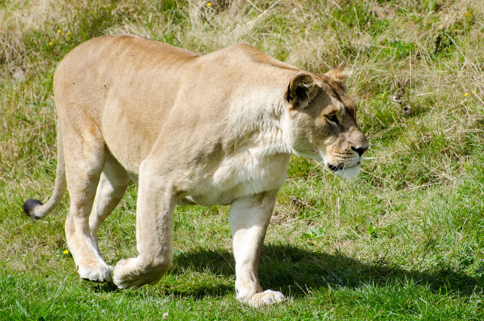 lioness lion africa free photo