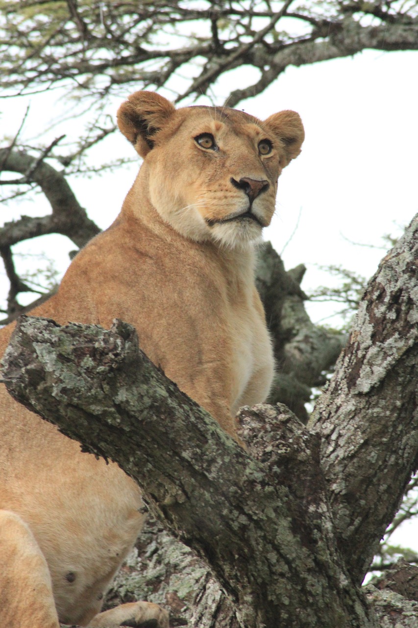 lioness tree green free photo