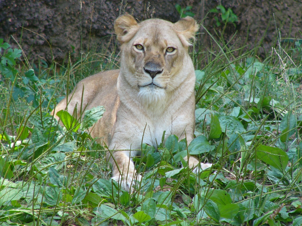 lioness female animals free photo