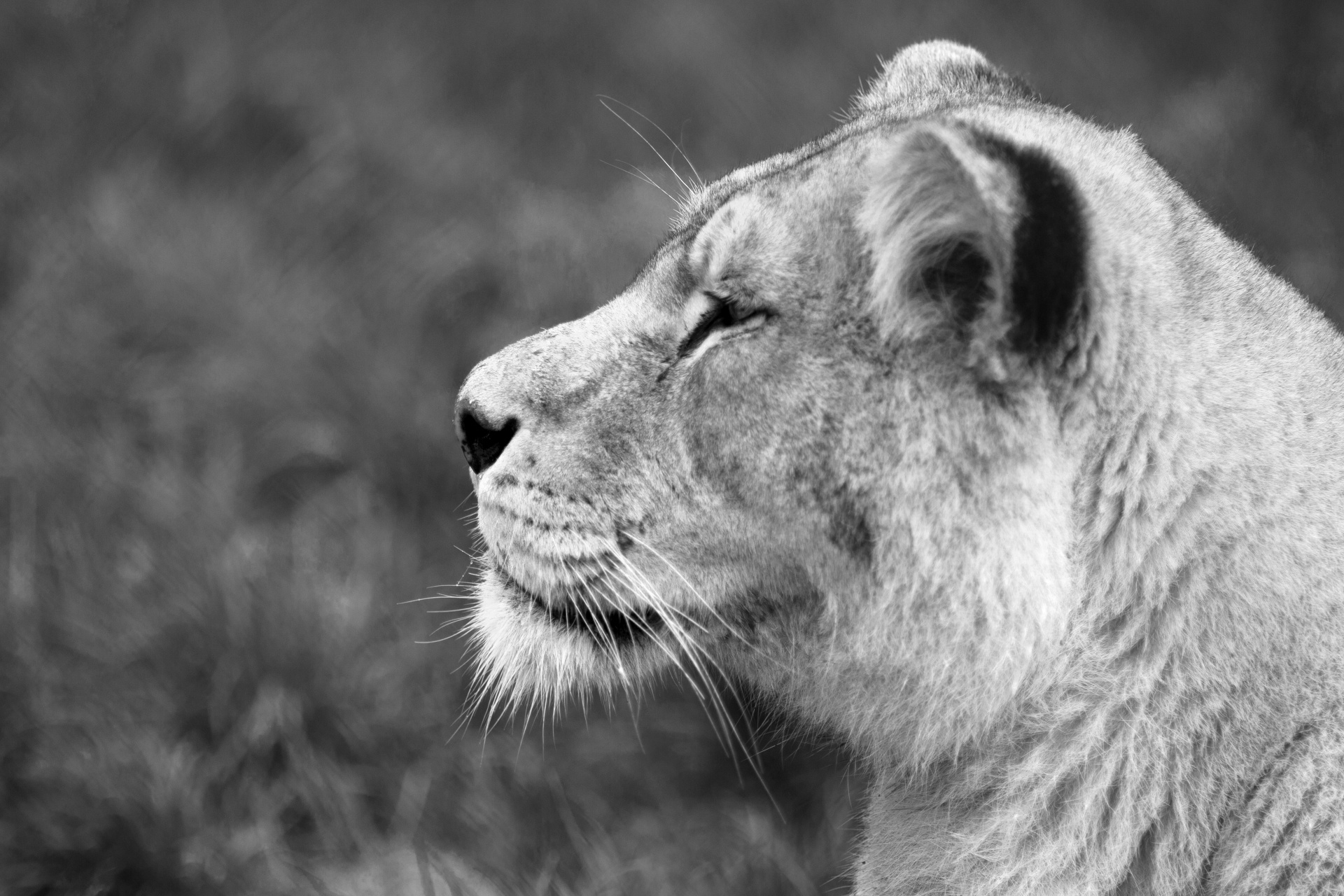 animal cat lion free photo