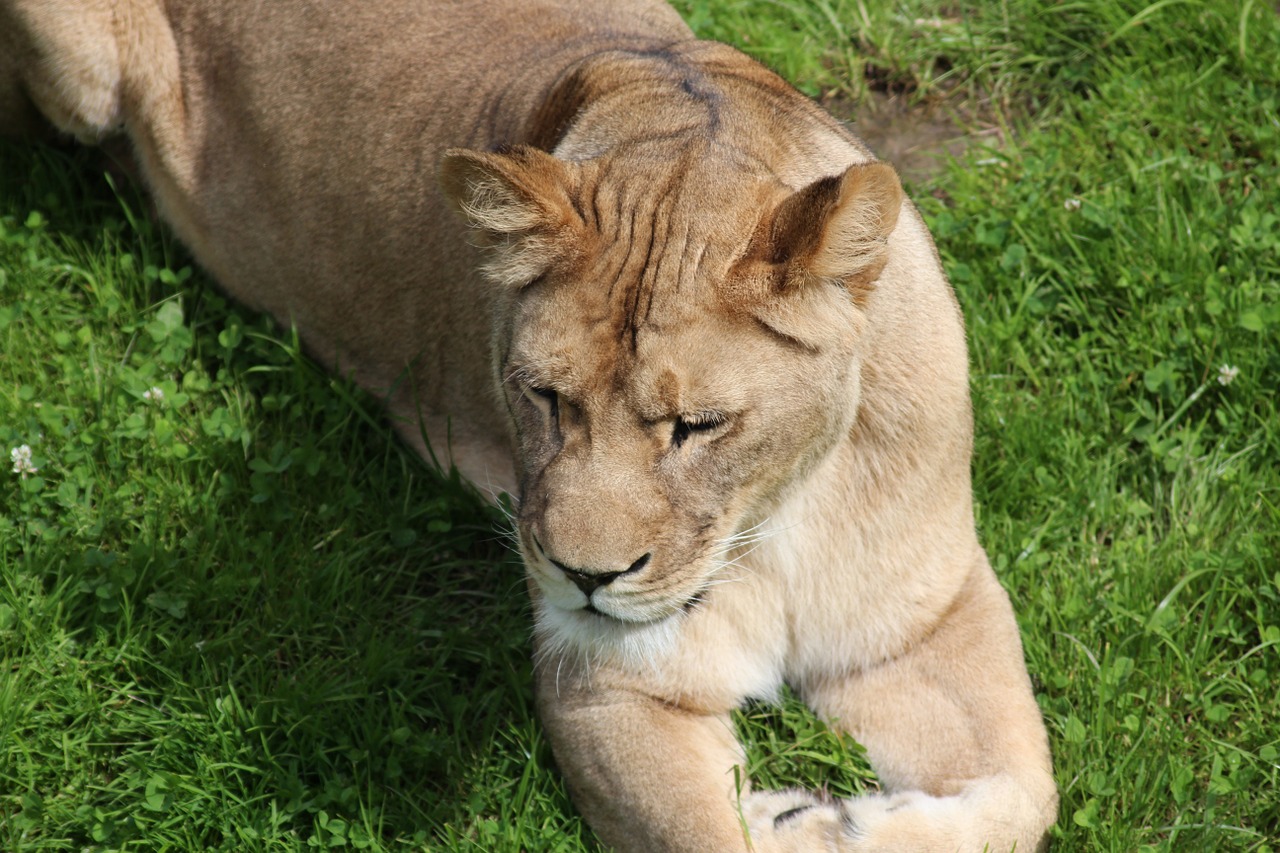lioness zoo predator free photo