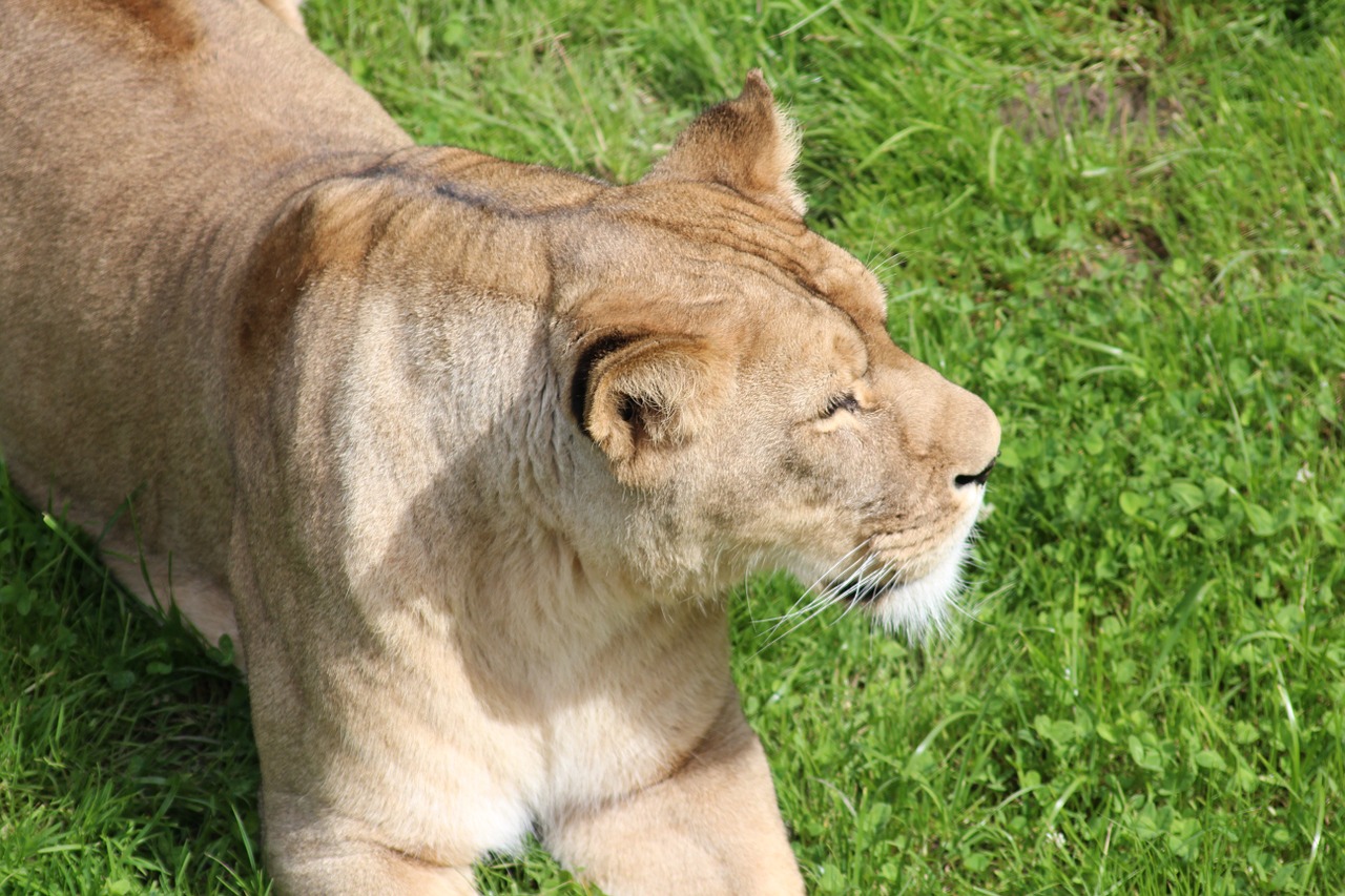 lioness zoo predator free photo