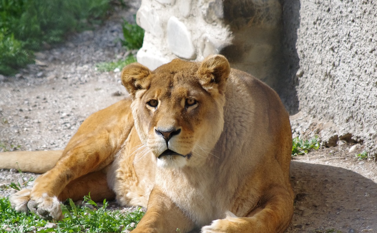lioness animal zoo free photo